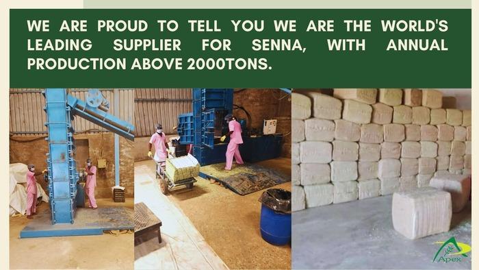Senna Leaves, Pods Manufacturer, Exporters, Supplier India - Apexherbex